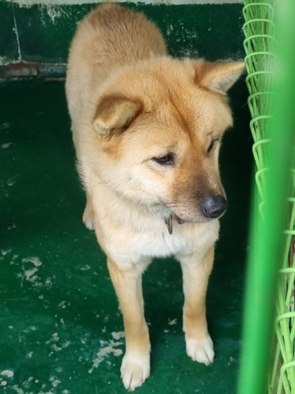밀양시동물보호센터_448536202300740